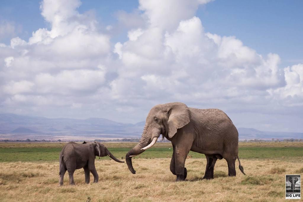 160603 1 1 A Very Good Day for Elephants