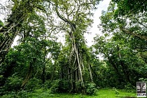 The Green Hills of Kenya are Going Redd+