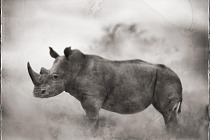 Rhino, credit Nick Brandt