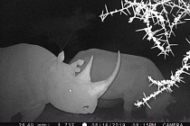 190920 rhino captured on trail camera in East Africa