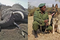 141017 1 1 Big Life Tanzania Tracker Dogs Lead to Arrest of Latest Elephant Killers