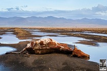 The Rains Return dead cow