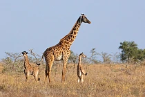 250814 q2 cover image